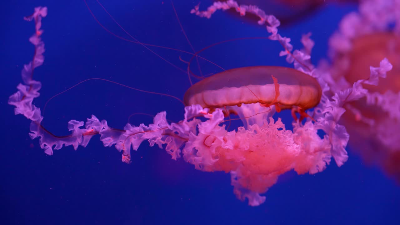 发光的水母在水族馆里游泳视频素材