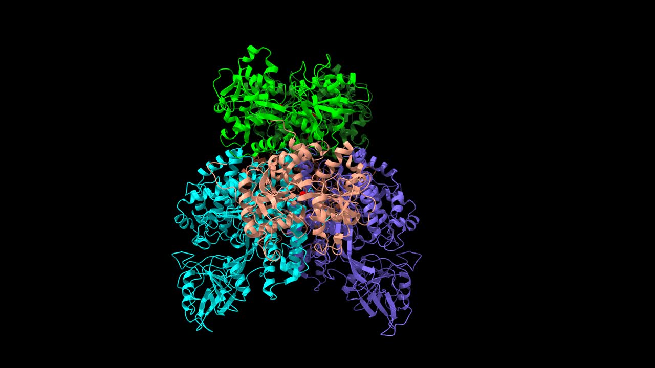 人转铁蛋白受体(蓝色)-转铁蛋白(绿红)复合物视频下载