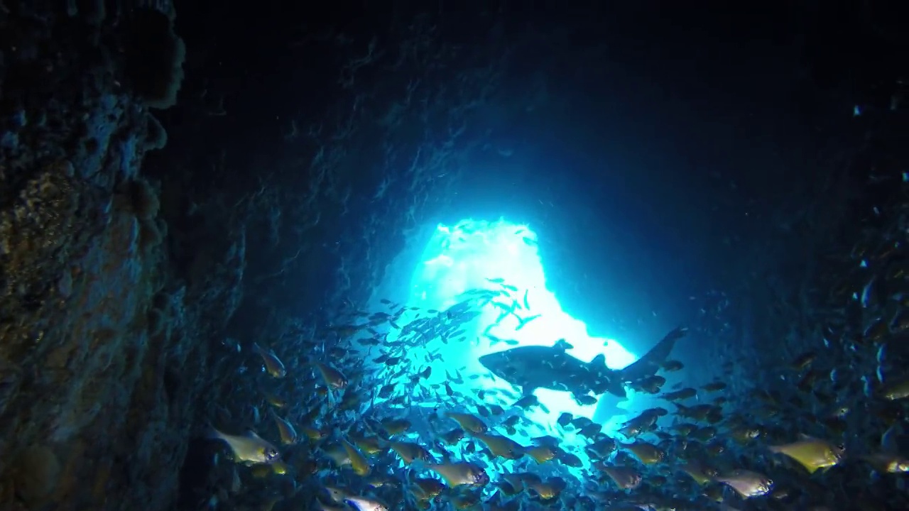 在澳大利亚新南威尔士州西南岩石鱼岩洞的浅水入口处，灰护士鲨和一大群黑尖牛眼鱼。视频素材