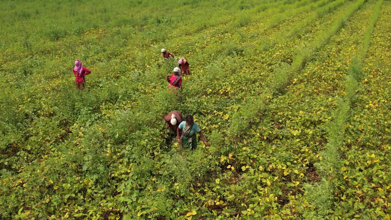 在绿色大豆田里工作的印度农民。视频下载