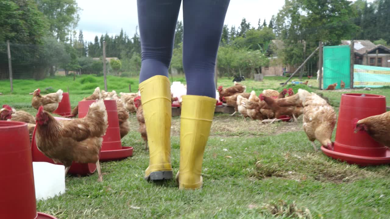 一个女人穿着她的靴子走过她的鸡在农场的中间视频素材