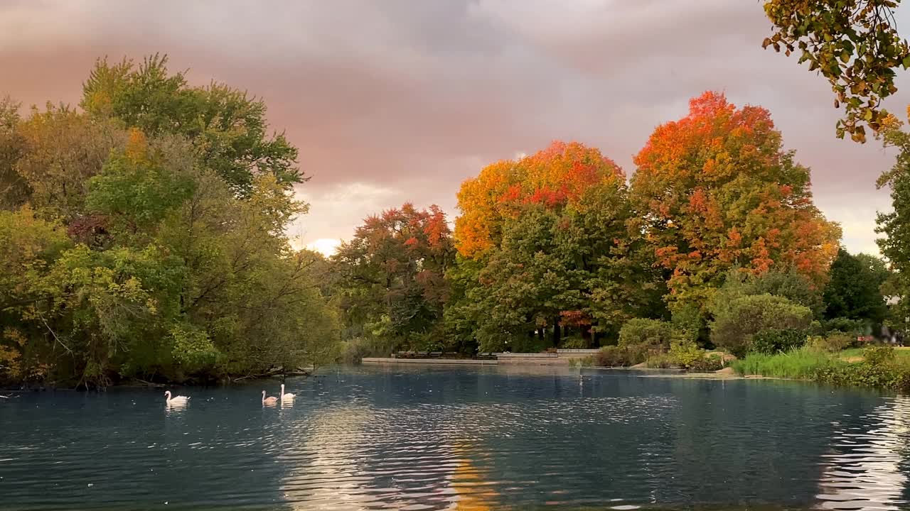 展望公园秋天的池塘与天鹅视频下载