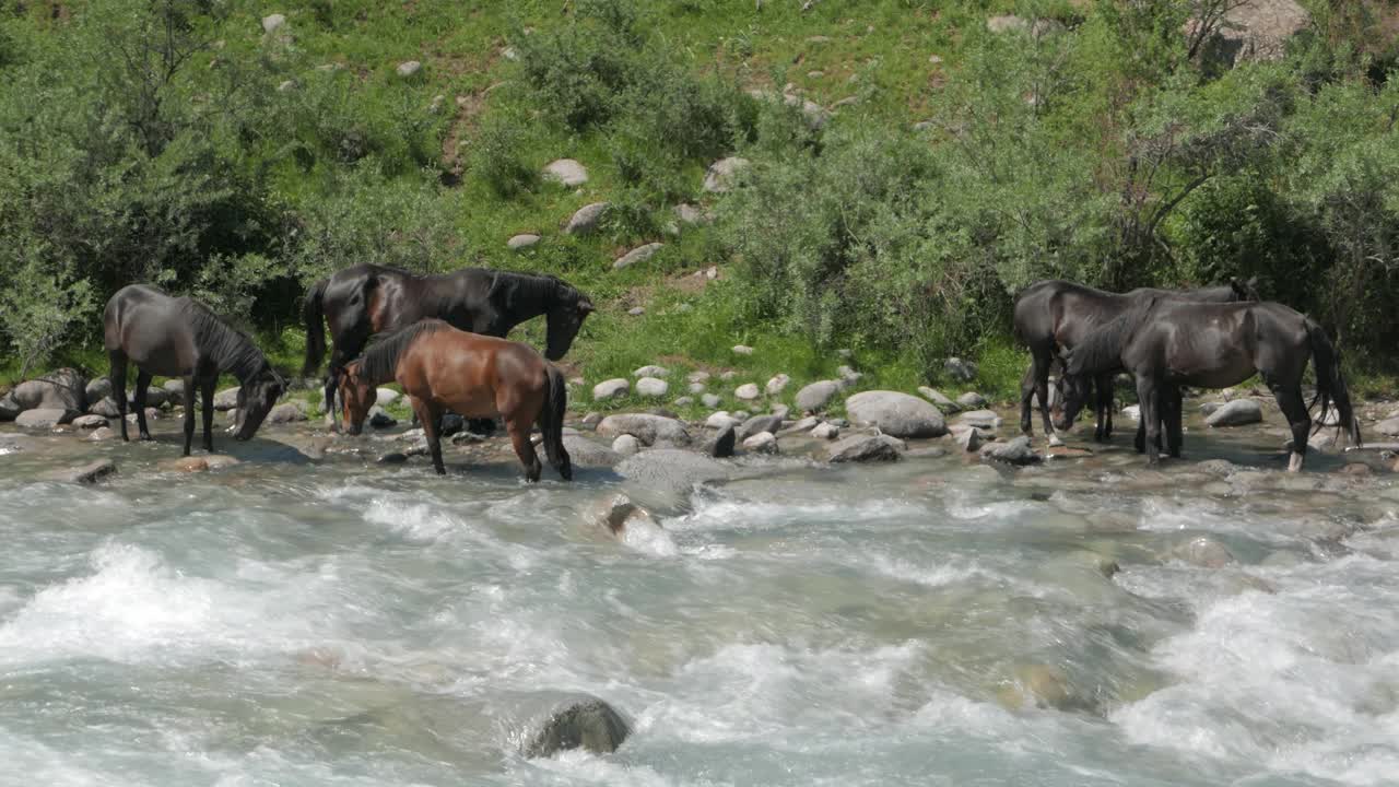 自然界中的吉尔吉斯斯坦马视频素材