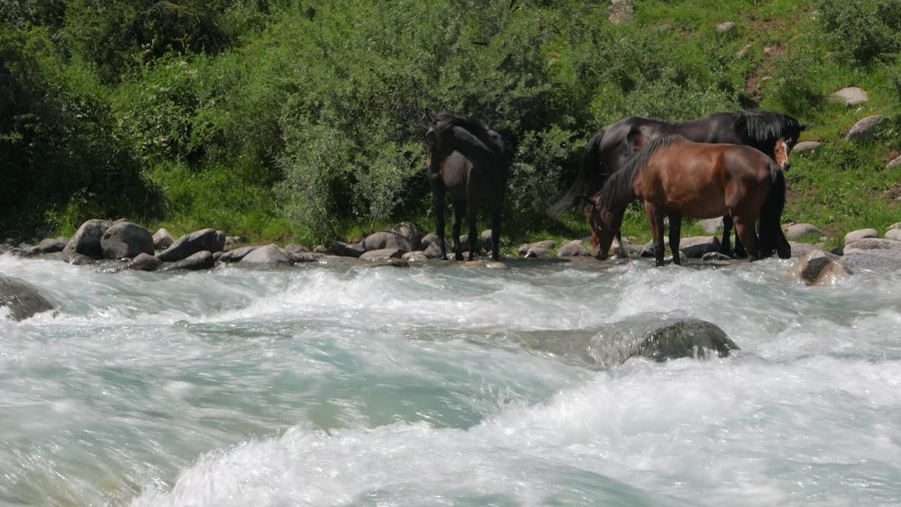 自然界中的吉尔吉斯斯坦马视频素材