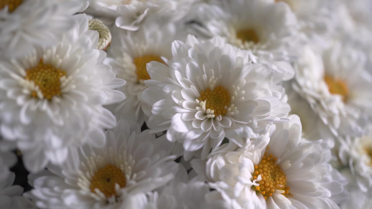 白色雏菊、洋甘菊花束，母亲节礼物概念视频下载