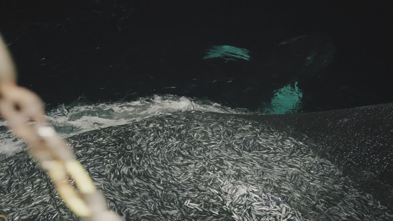 挪威海的座头鲸，动物行为视频下载