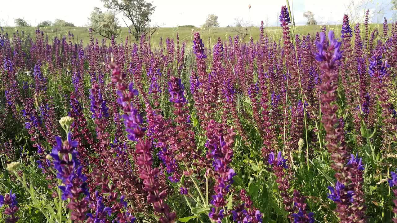 圣人紫色。风使花飘动。视频下载