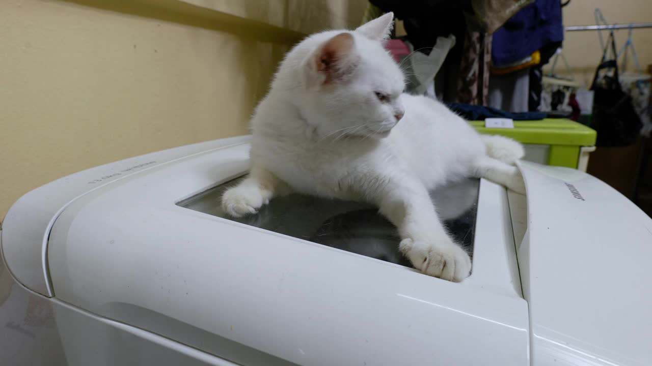 一只睡在洗衣机上的白猫视频下载