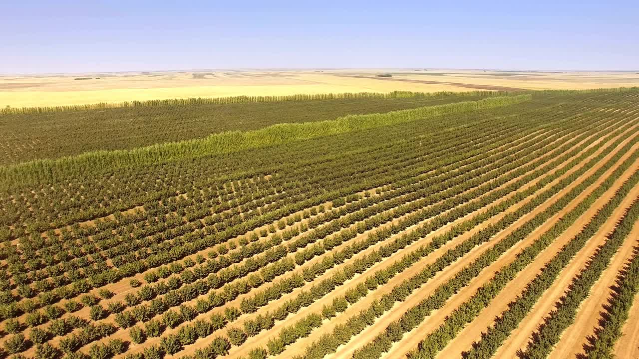 从空中拍摄榛子种植园视频素材