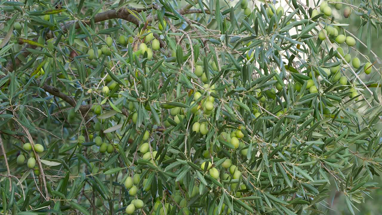 田野里橄榄树的枝子上长着绿色的橄榄。视频下载