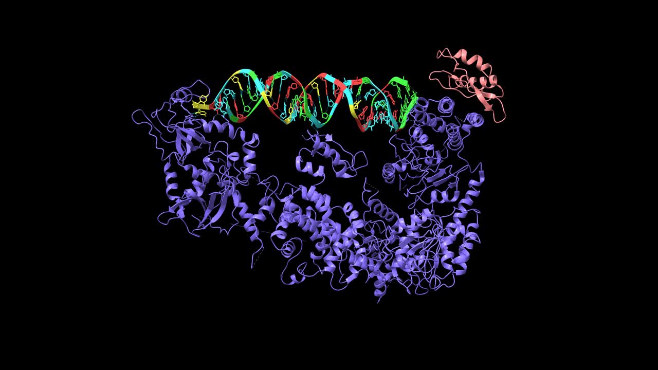人类dicer(蓝色)与加载risc的复杂亚基TARBP2(粉色)和pre-miRNA底物的复合结构视频下载