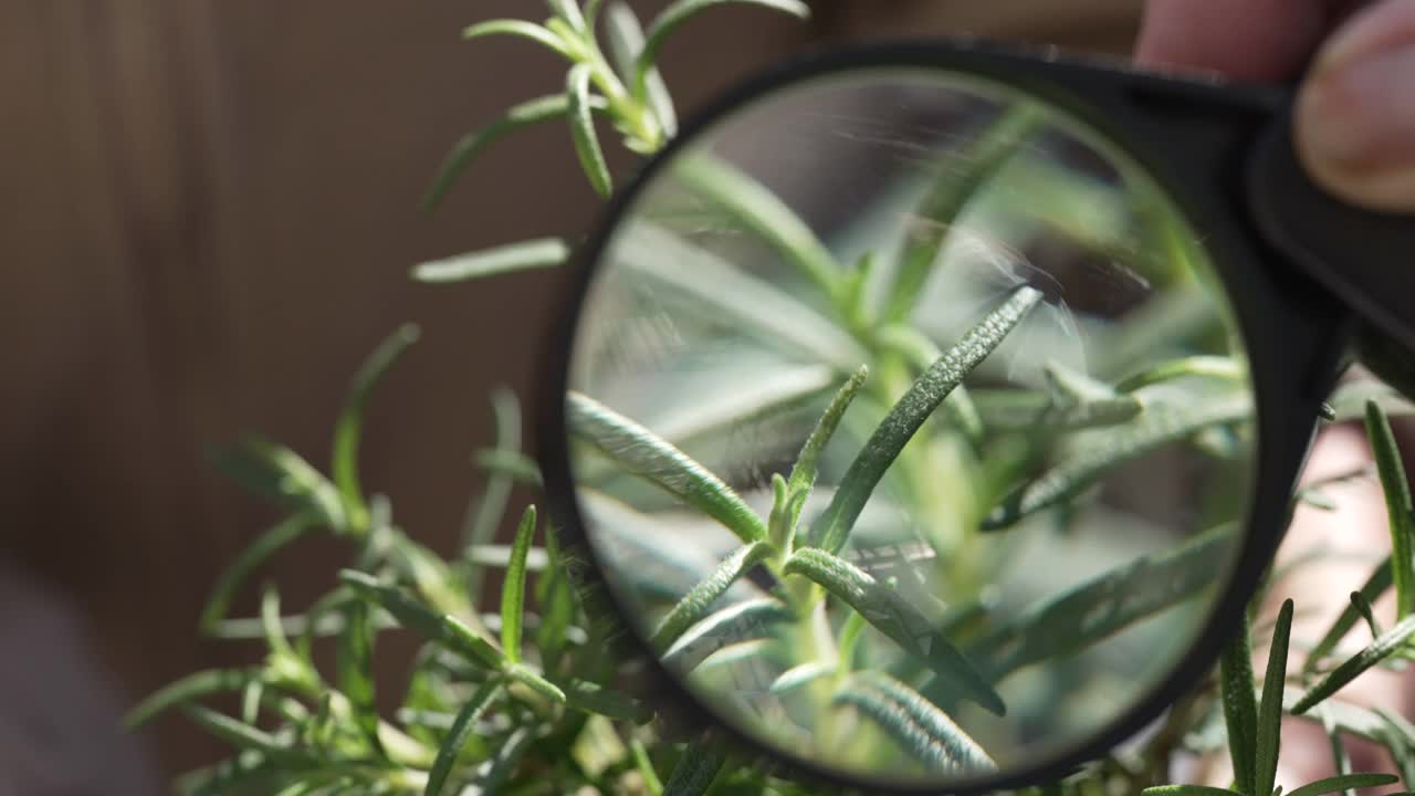 用放大镜观察植物，迷迭香，绿色植物，观察和研究视频下载