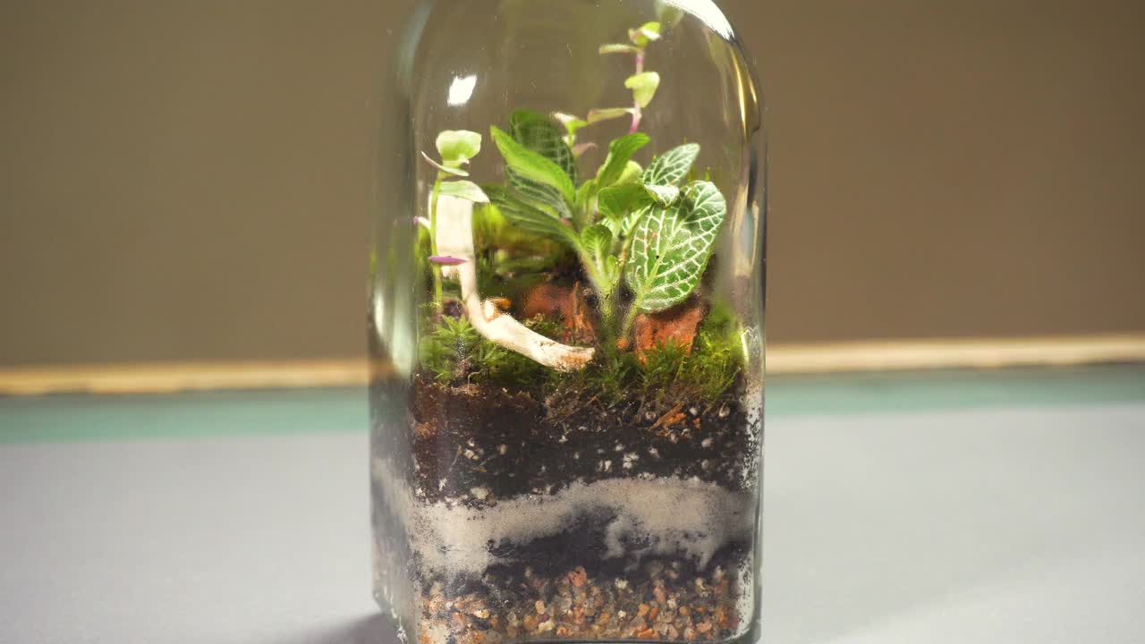 花卉玻璃瓶，瓶内装有不同种类的植物。视频下载