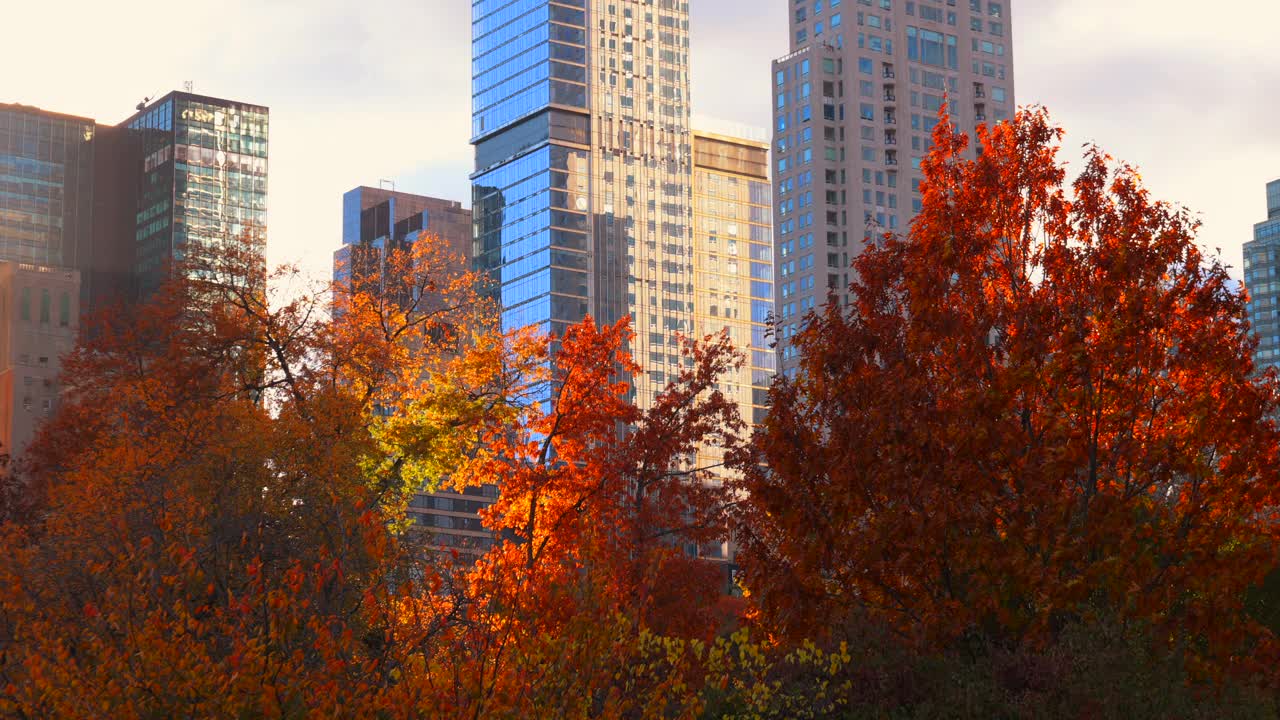 在纽约中央公园，新建的超豪华高层住宅楼矗立在秋叶色的树后面。视频下载