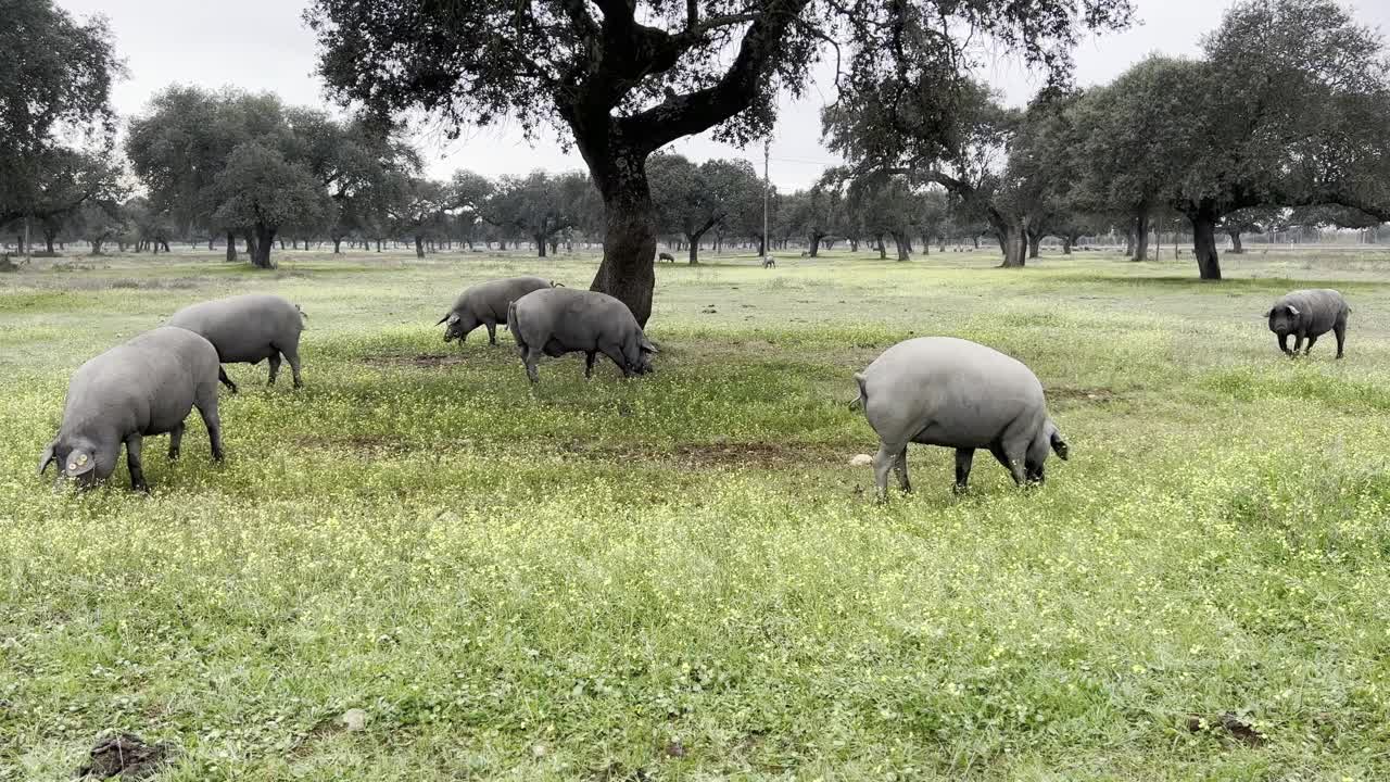 猪ibericos视频下载