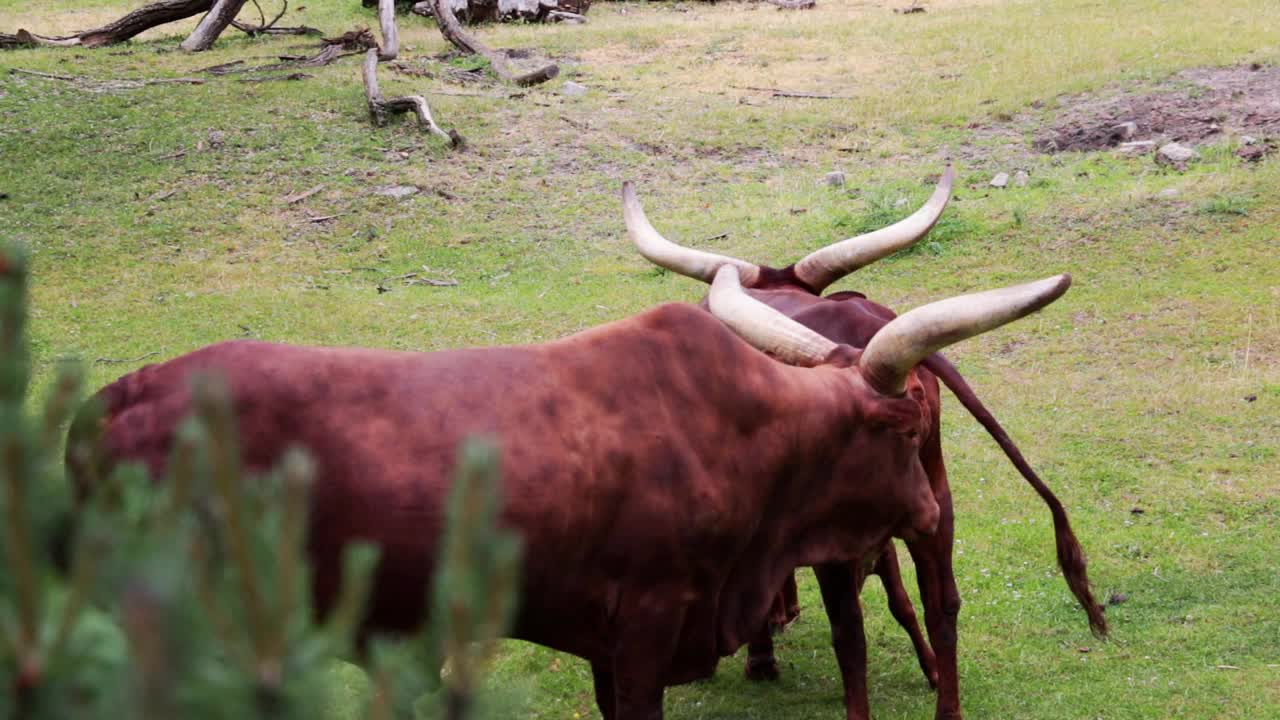 瓦图西是一种在非洲繁殖的牛种。非常长的角，渗透在血管系统中，用于调节体温。胶片颗粒视频下载