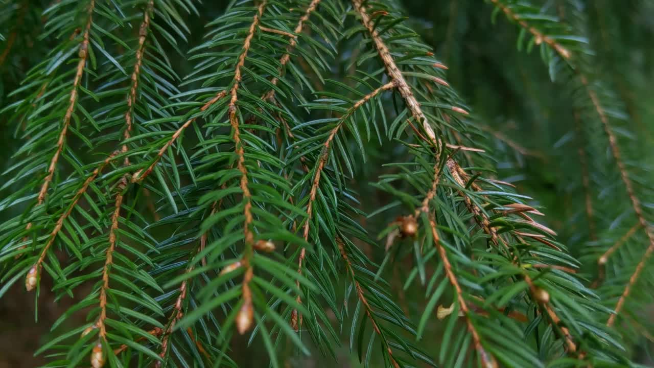 一棵杉树的嫩绿枝条在风中摇曳视频素材