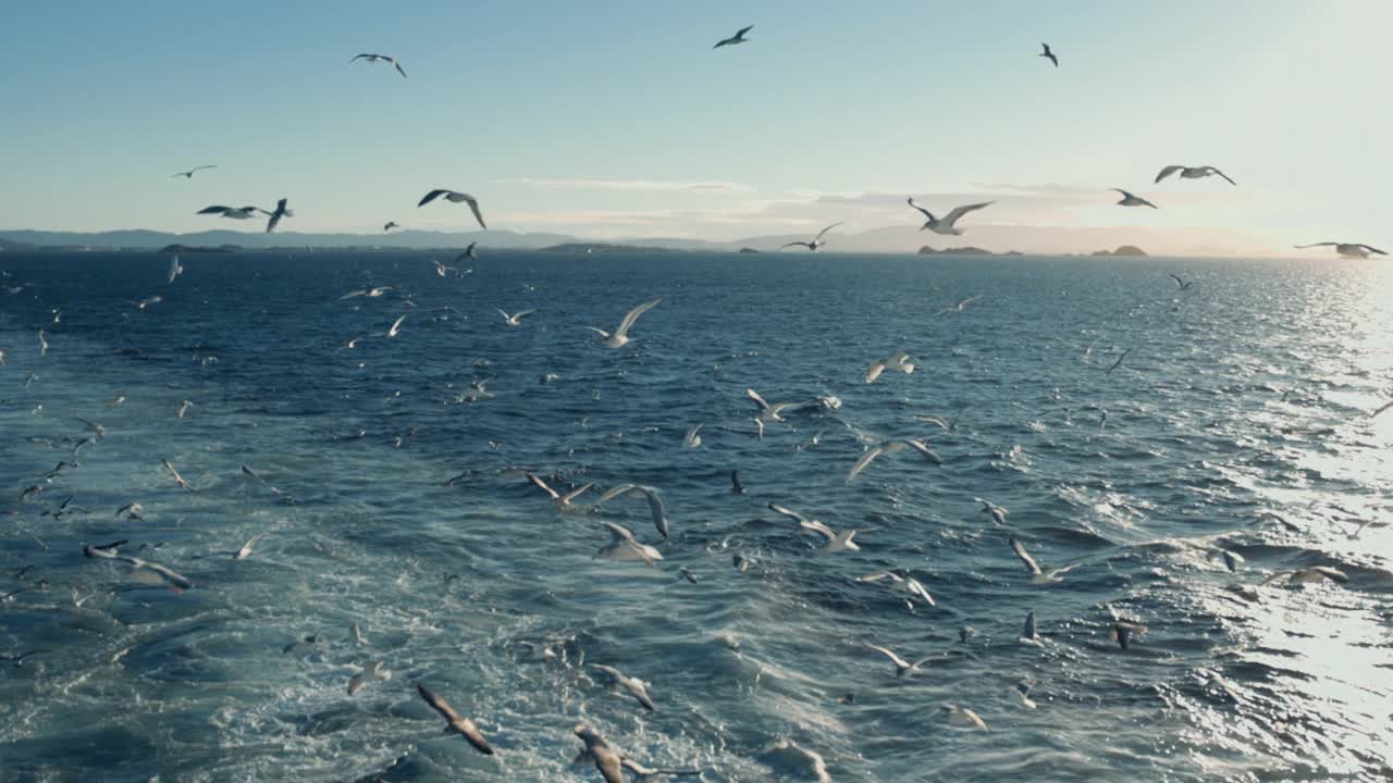 海鸥和鸟类:渔船上的动物行为视频下载