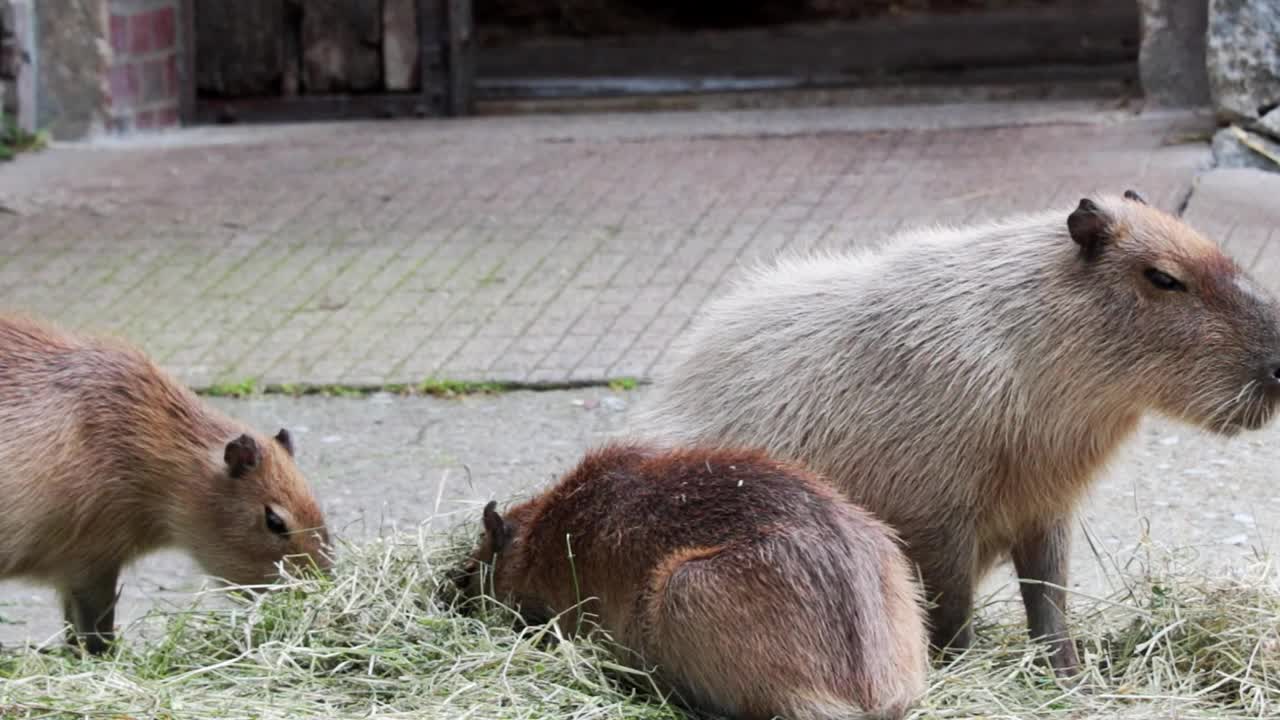 动物公园里kapybara的特写视频素材