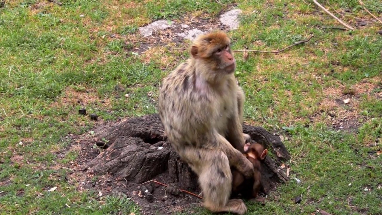 猴子抱着他的婴儿。他们坐在草地上视频素材