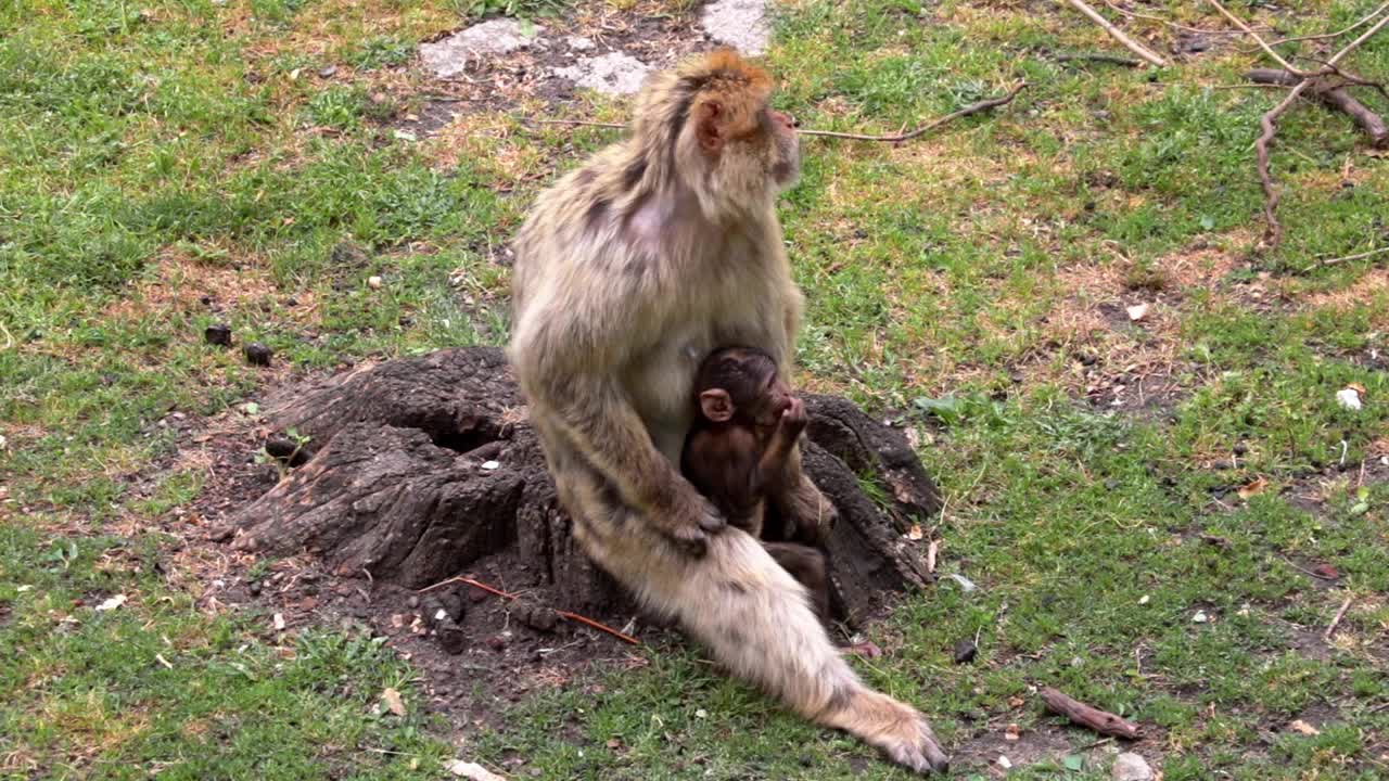 猴子的胳膊上有一只幼崽在吃东西视频素材
