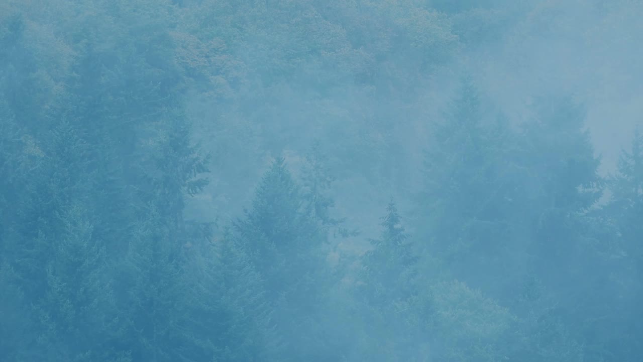 雾飘过森林视频素材