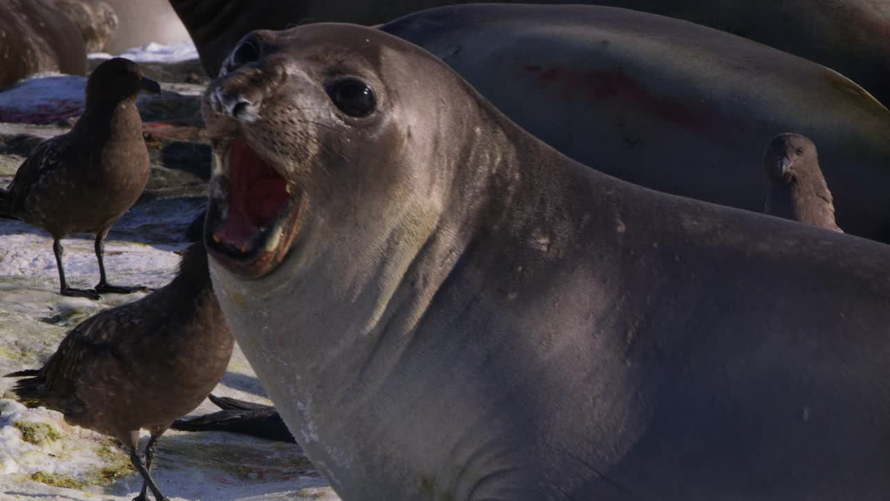 CU PAN和母南象海豹疯狂地保护她新生的幼崽不受巨型海燕的伤害视频下载