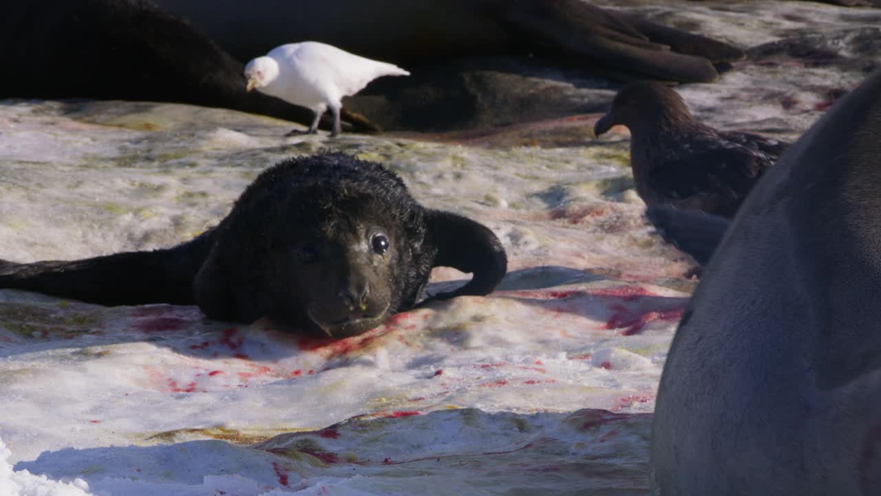 MS新生的南象海豹幼崽受到南极贼嘴兽的威胁，被雌性动物疯狂地保护着视频下载