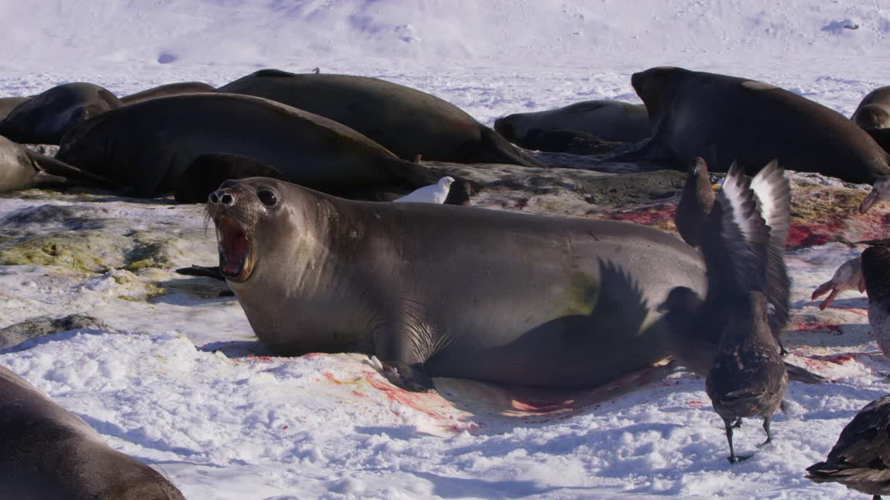 雌南象海豹疯狂地保护她刚出生的幼崽不受巨型海燕的伤害视频下载