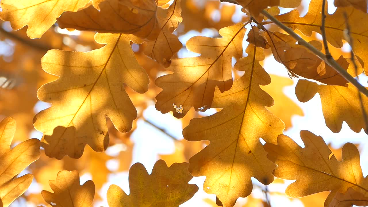 阳光下的橡树叶子，风中飘动的黄叶，特写视频素材