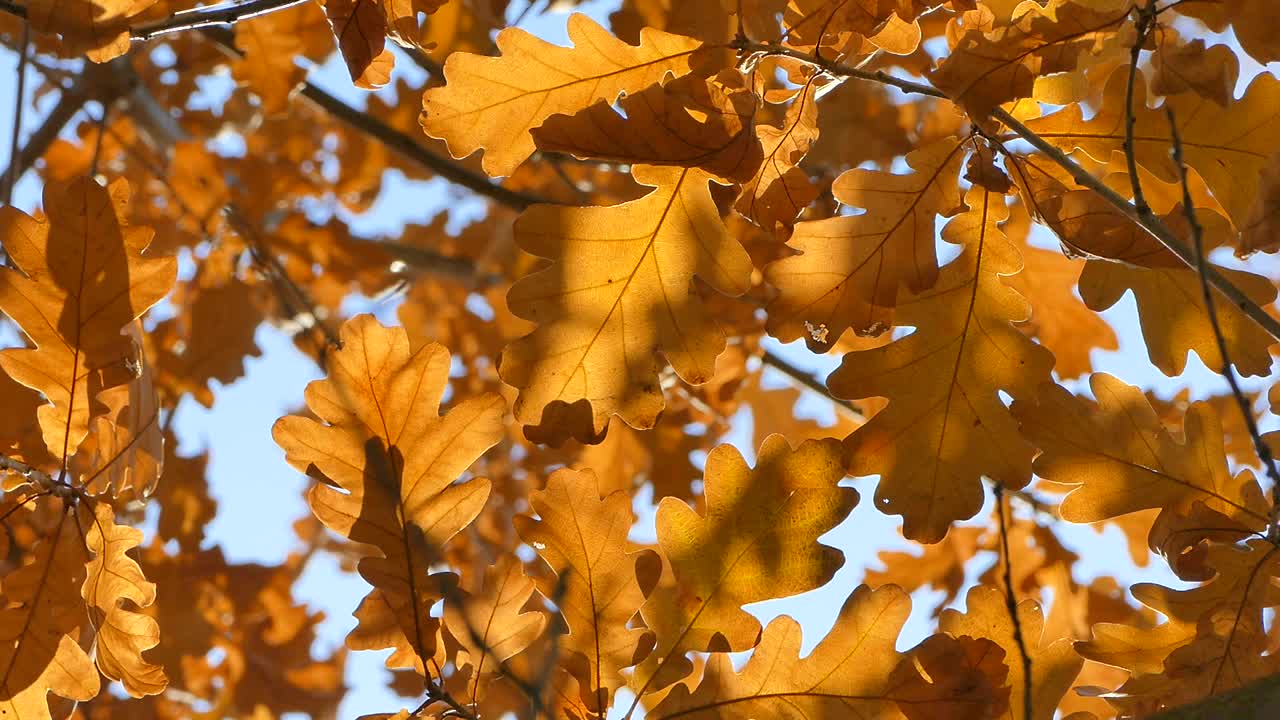 秋天橡树的叶子-普通橡树的叶子在秋天，栎树视频素材