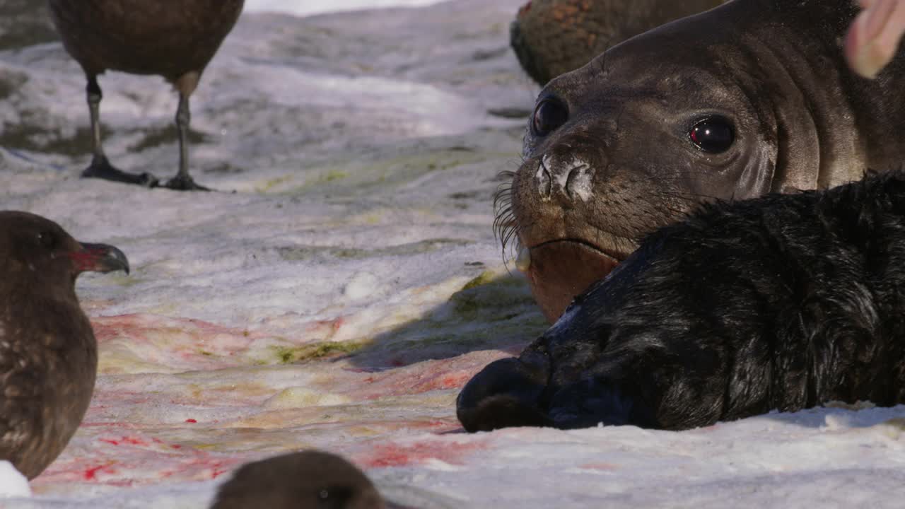 美国南方母象海豹保护新生幼崽不受食肉鸟类的伤害视频下载