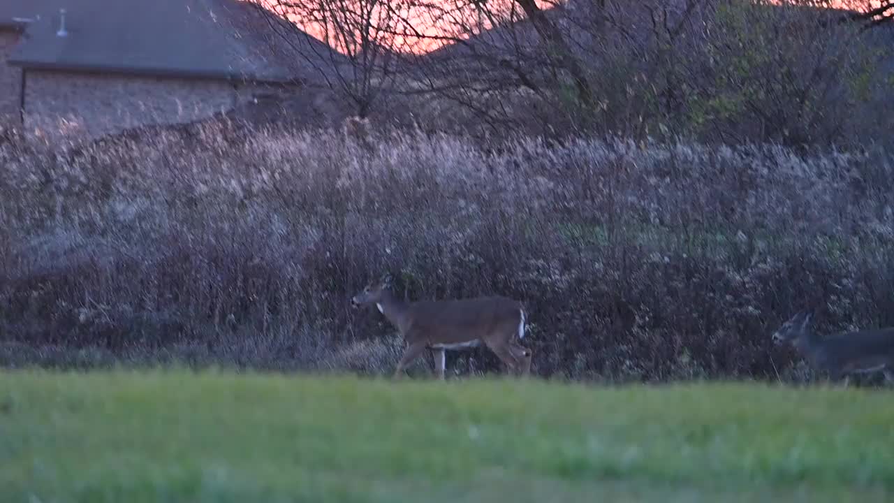 鹿在日落时嬉戏视频素材