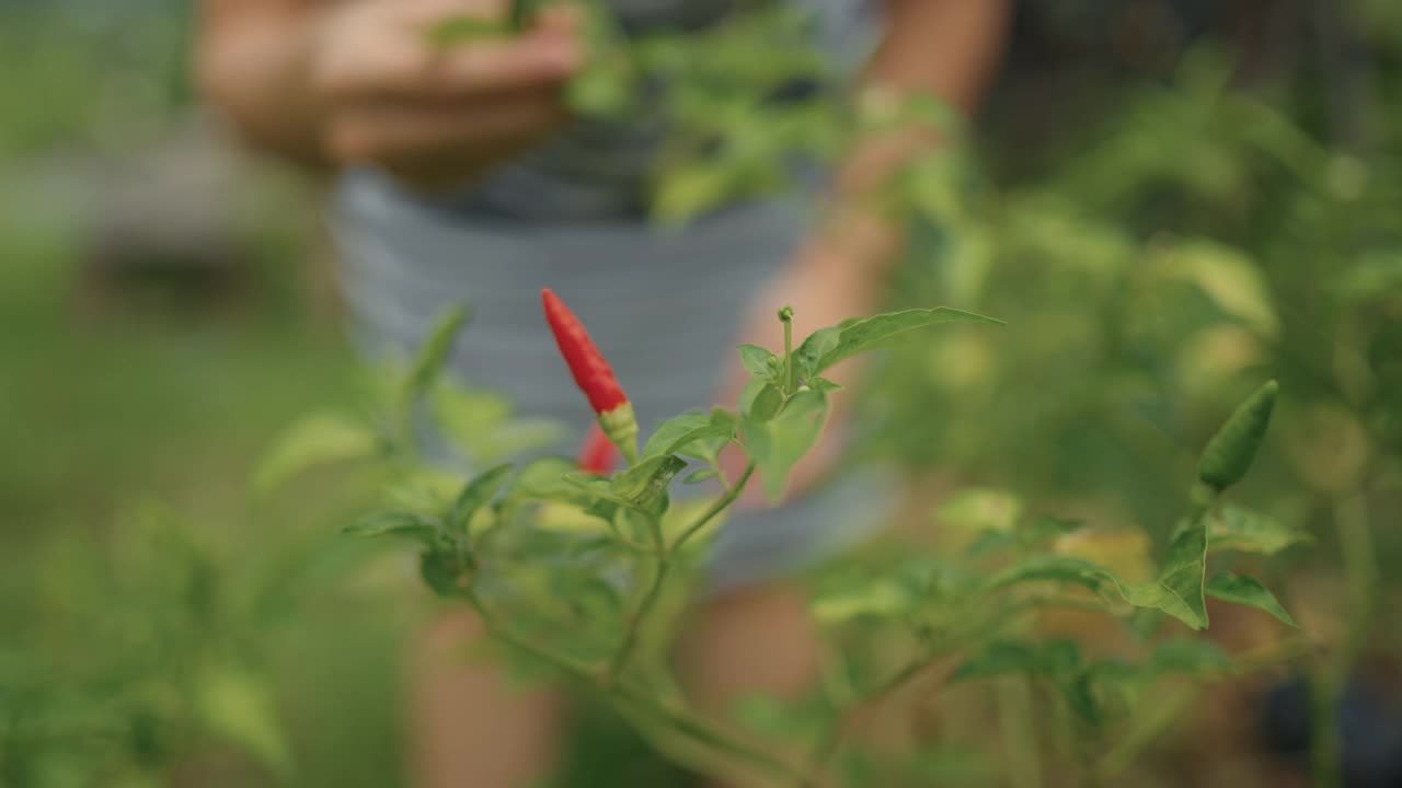 妇女在花园里收获红辣椒视频素材
