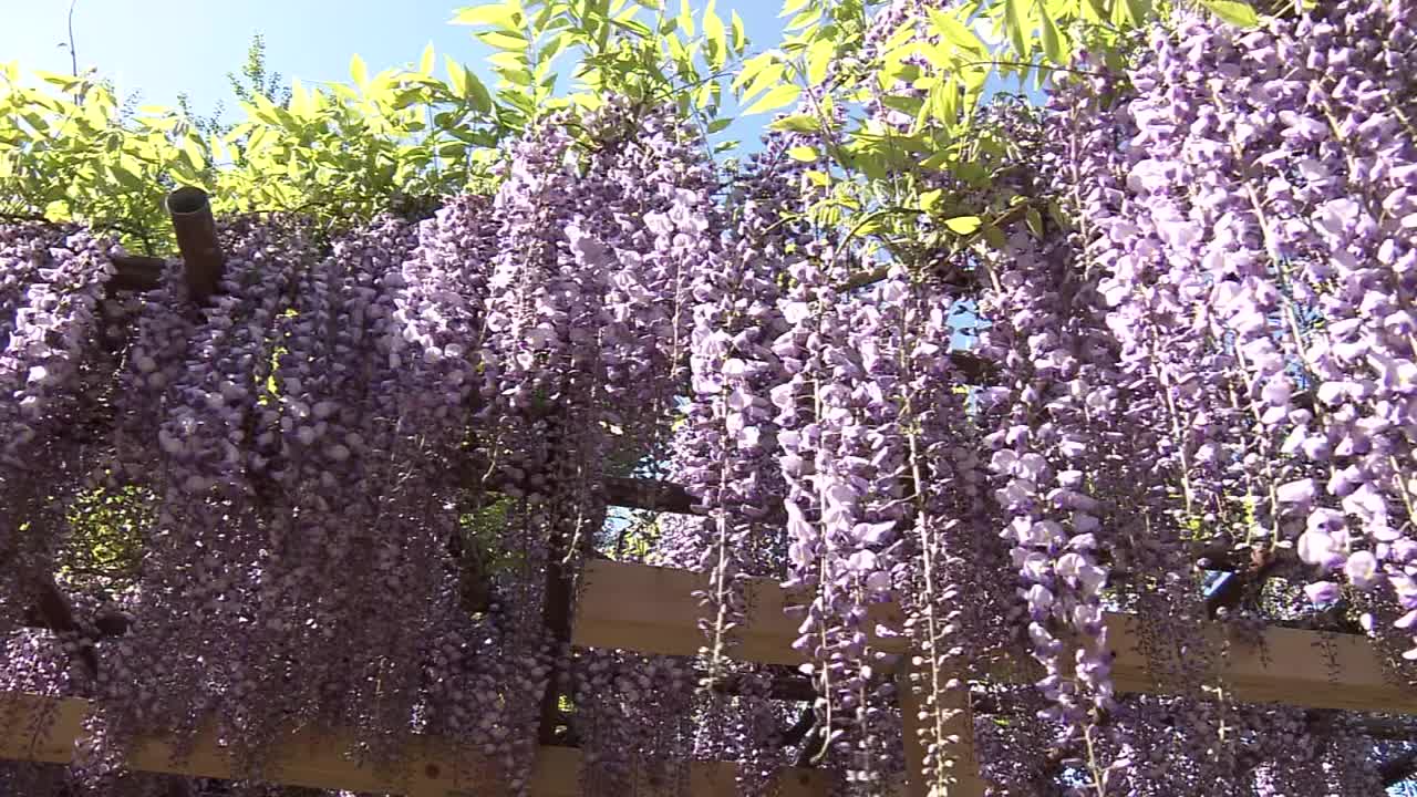 紫藤花，新泻，日本视频素材