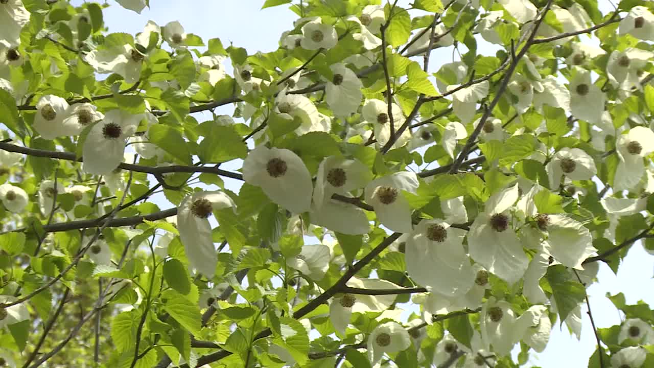 樱花盛开，群马县，日本视频下载