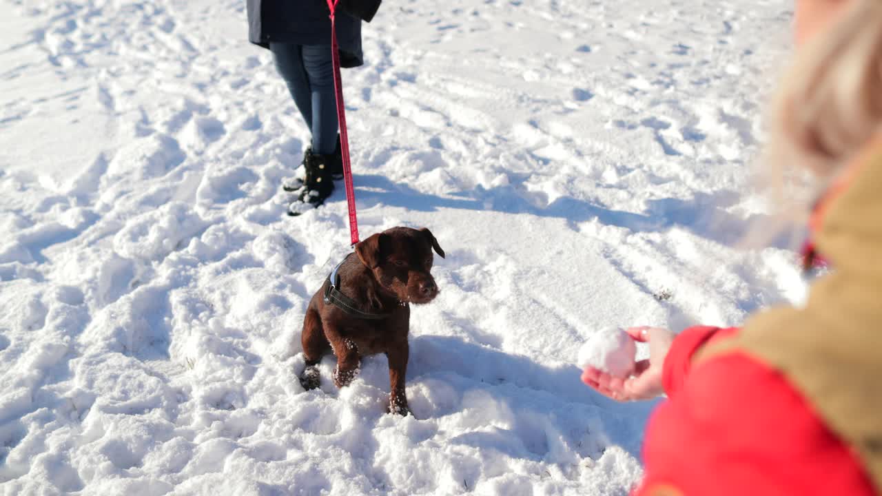 他喜欢在雪里玩!视频素材