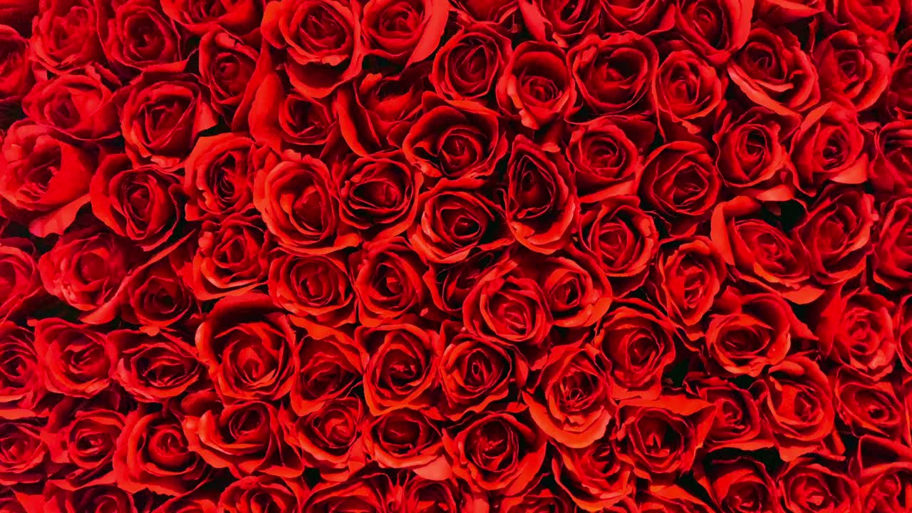 情人节玫瑰，特写视频视频素材