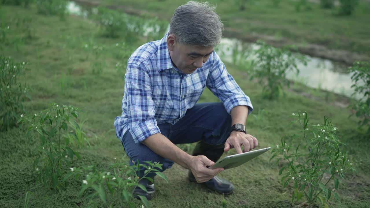 一名年长的亚洲男子用药片检查辣椒种植园里的作物。视频素材