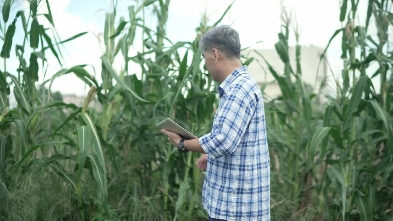 一名年长的亚洲男子用平板电脑监测玉米种植园的作物产量。视频素材