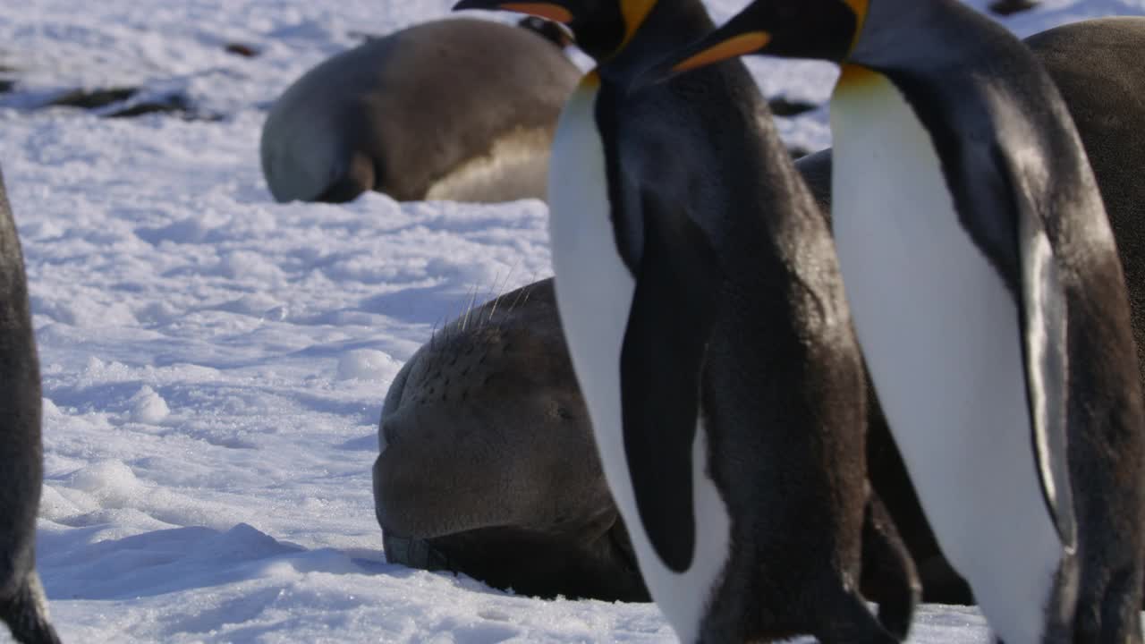 一头南象海豹的粗鼻子侧躺在雪地的沙滩上，前景是企鹅王视频下载