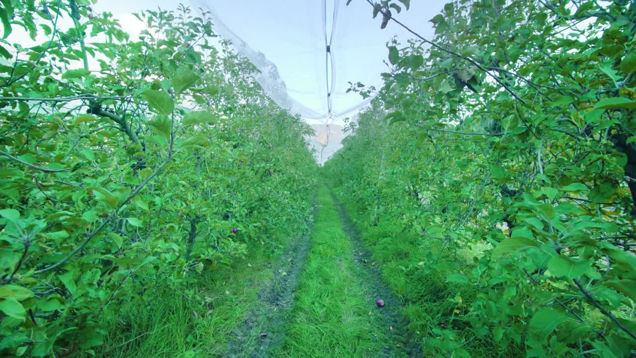 种植园内一排排苹果树之间的小路视频下载