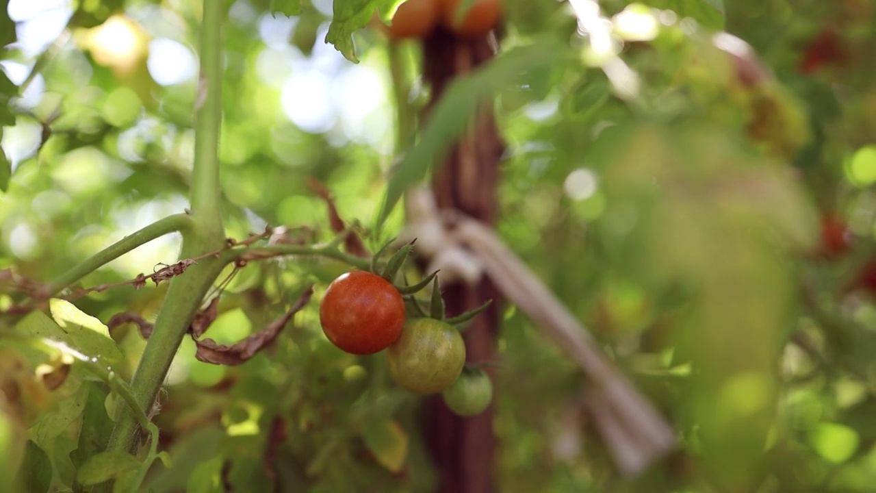 靠近绿色的红色番茄植物生长在温室里。健康的田园有机收获。近距离视频素材