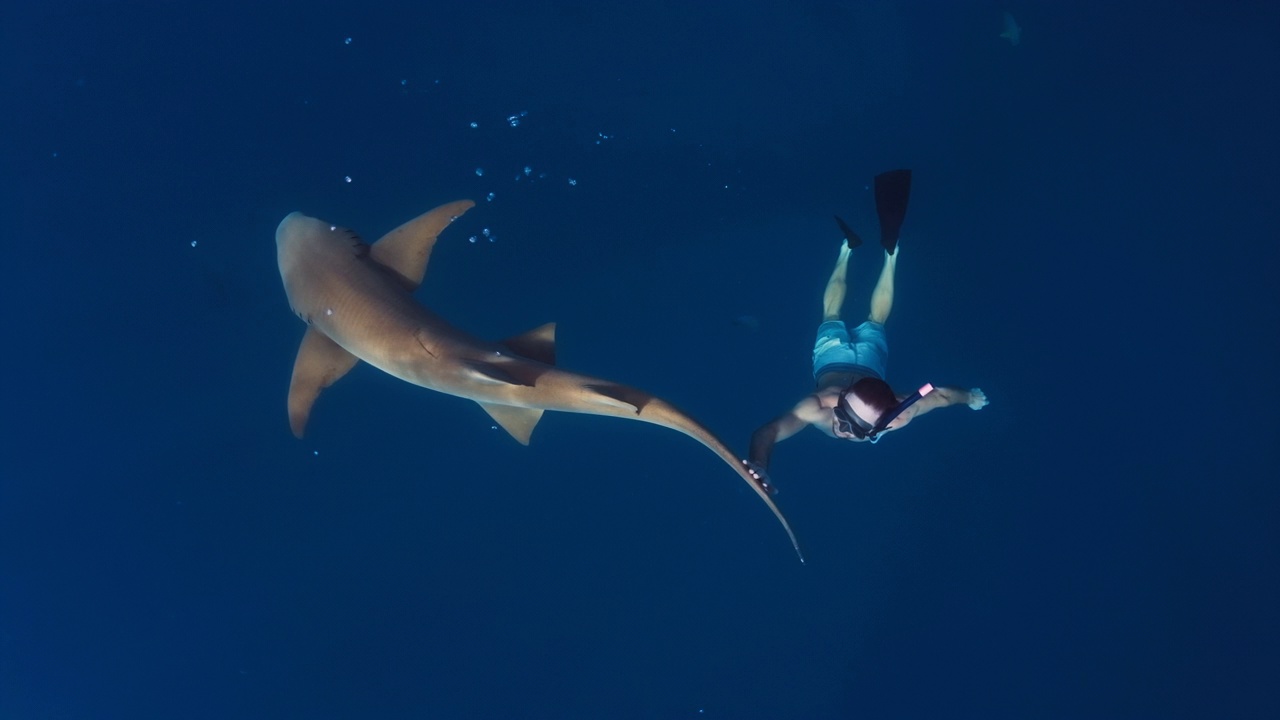 和鲨鱼一起游泳。在热带海域，一名男子与护士鲨游泳，并小心翼翼地触摸它视频下载