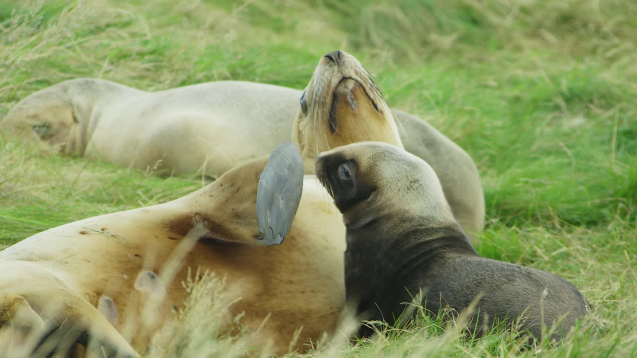 MS雌性新西兰海狮在长草中哺乳的幼崽视频下载