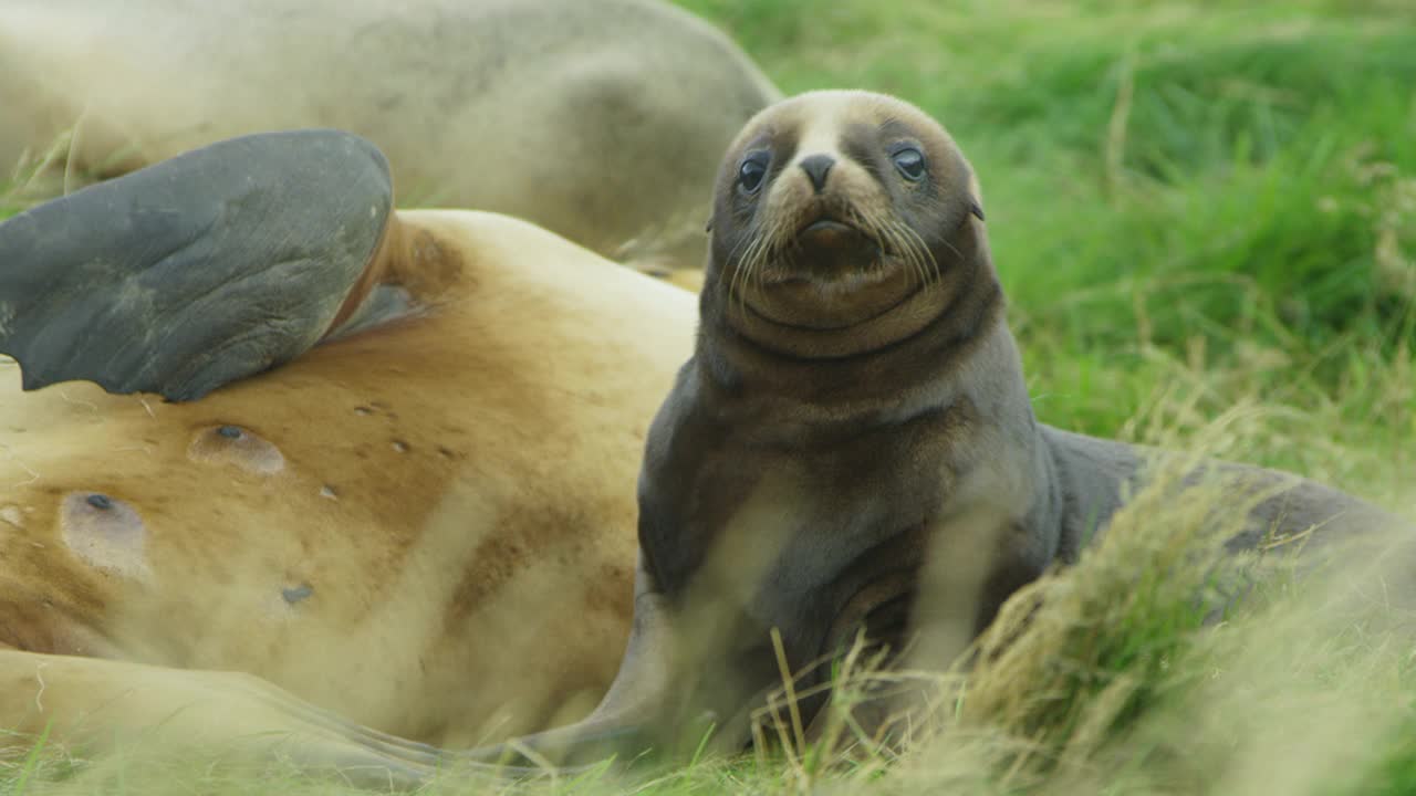 MS新西兰海狮幼崽，母亲在后面的草丛中视频下载
