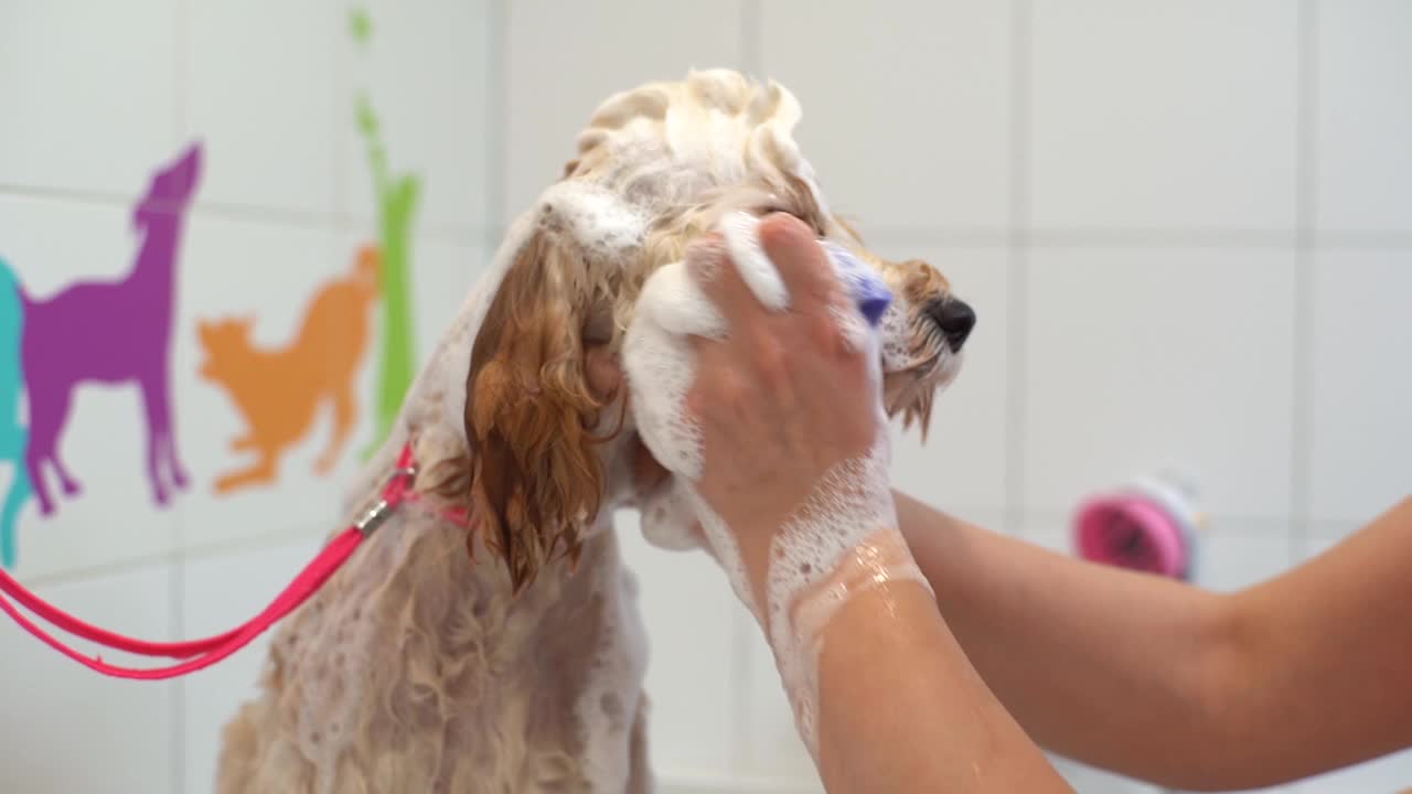 美容沙龙里，女美容师在浴缸里用洗发水给卷曲的拉布拉多贵宾犬洗脸。视频素材