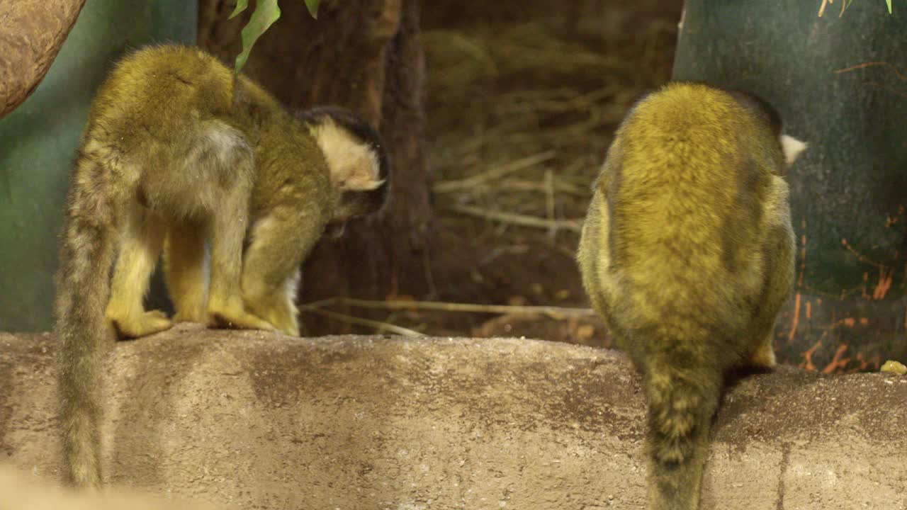 松鼠猴坐在动物园里视频素材
