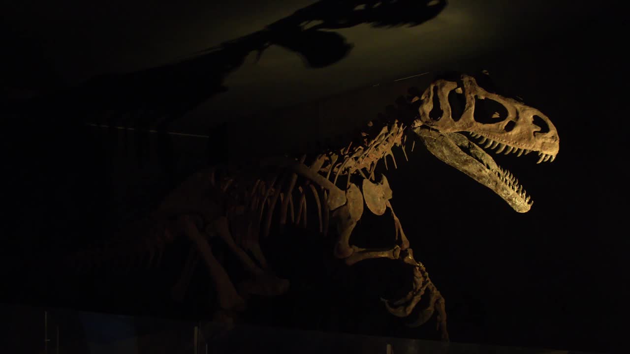 动物园里的霸王龙骨架视频素材