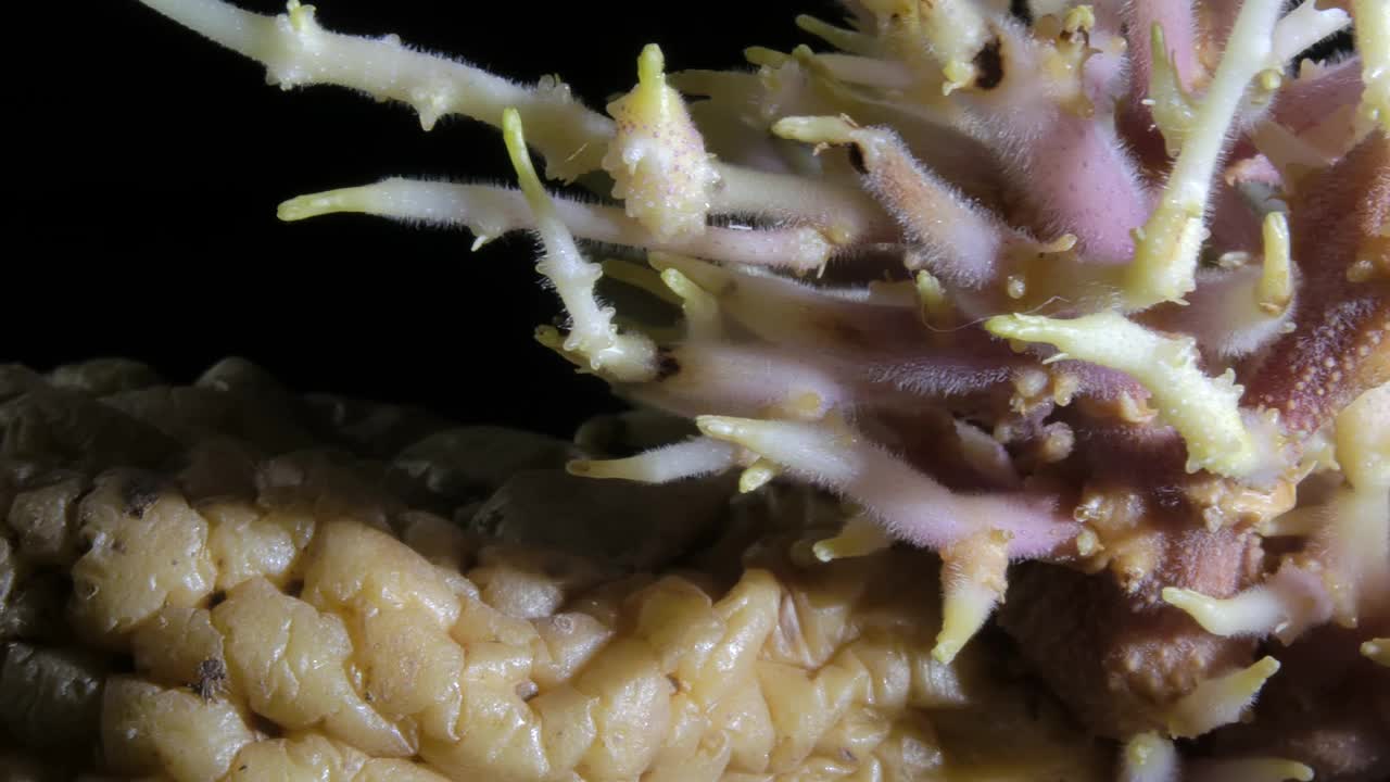 一个皱褶的老土豆的特写镜头，有很多旋转的豆芽。视频下载